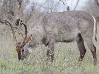 maudoc.com • Waterbuck - Cobo - Kobus ellipsiprymnus •  IMG_0071.jpg : Cobo - Waterbuck