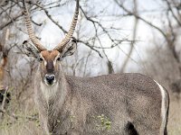 maudoc.com • Waterbuck - Cobo - Kobus ellipsiprymnus •  IMG_0073.jpg : Cobo - Waterbuck