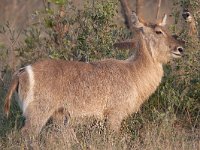 maudoc.com • Waterbuck - Cobo - Kobus ellipsiprymnus •  IMG_0912.jpg : Cobo - Waterbuck