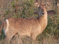 maudoc.com • Waterbuck - Cobo - Kobus ellipsiprymnus •  IMG_0913.jpg : Cobo - Waterbuck