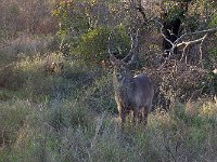 maudoc.com • Waterbuck - Cobo - Kobus ellipsiprymnus •  IMG_7582.jpg