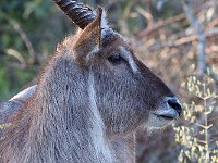 maudoc.com • Waterbuck - Cobo - Kobus ellipsiprymnus •  IMG_9812.jpg : Cobo - Waterbuck