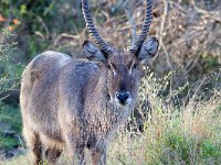 maudoc.com • Waterbuck - Cobo - Kobus ellipsiprymnus •  IMG_9813.jpg : Cobo - Waterbuck