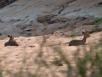 Klipspringer - Saltarupi - Oreotragus oreotragus