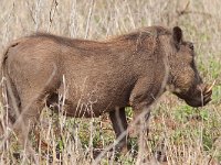 maudoc.com • Warthog - Facocero - Phacochoerus africanus •  IMG_0692.jpg : Facocero