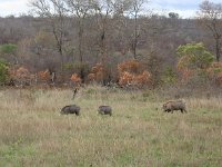 Warthog - Facocero - Phacochoerus africanus