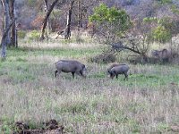 maudoc.com • Warthog - Facocero - Phacochoerus africanus •  IMG_7575.jpg : Facocero