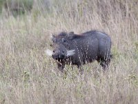 maudoc.com • Warthog - Facocero - Phacochoerus africanus •  IMG_9779.jpg : Facocero