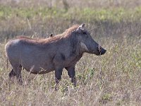 maudoc.com • Warthog - Facocero - Phacochoerus africanus •  warthog IMG 0165.jpg : Bufaga beccorosso - Red-billed Oxpecker, Facocero