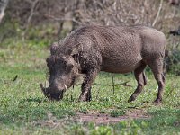 maudoc.com • Warthog - Facocero - Phacochoerus africanus •  warthog IMG 0840.jpg : Facocero