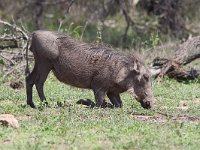 maudoc.com • Warthog - Facocero - Phacochoerus africanus •  warthog IMG 0844.jpg : Facocero