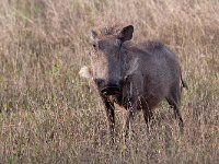 maudoc.com • Warthog - Facocero - Phacochoerus africanus •  warthog IMG 9786.jpg : Facocero