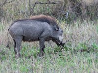 maudoc.com • Warthog - Facocero - Phacochoerus africanus •  warthog IMG 9789.jpg : Facocero