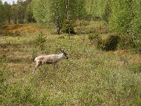 maudoc.com • Reindeer - Renna - Rangifer tarandus •  IMG_0599.jpg : Renna