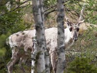 maudoc.com • Reindeer - Renna - Rangifer tarandus •  IMG_0777.jpg : Renna