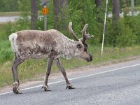 maudoc.com • Reindeer - Renna - Rangifer tarandus •  IMG_1294.jpg : Renna