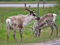 maudoc.com • Reindeer - Renna - Rangifer tarandus •  IMG_1298.jpg : Renna