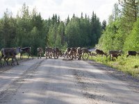 maudoc.com • Reindeer - Renna - Rangifer tarandus •  IMG_2620.jpg : Renna