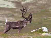 maudoc.com • Reindeer - Renna - Rangifer tarandus •  IMG_5011.jpg : Renna