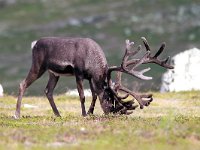 maudoc.com • Reindeer - Renna - Rangifer tarandus •  IMG_5018.jpg : Renna