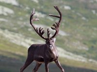 maudoc.com • Reindeer - Renna - Rangifer tarandus •  IMG_5024.jpg : Renna