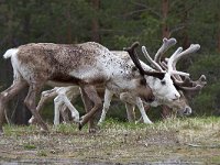 maudoc.com • Reindeer - Renna - Rangifer tarandus •  IMG_8663.jpg : Renna