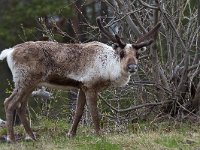 maudoc.com • Reindeer - Renna - Rangifer tarandus •  IMG_8668.jpg : Renna