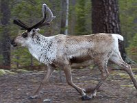 maudoc.com • Reindeer - Renna - Rangifer tarandus •  IMG_9001.jpg : Renna