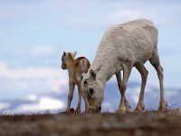 maudoc.com • Reindeer - Renna - Rangifer tarandus •  IMG_9191.jpg : Renna