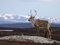 Reindeer - Renna - Rangifer tarandus