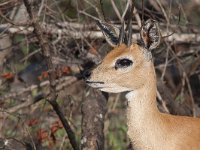 maudoc.com • Steenbok - Raficero campestre - Raphicerus campestris •  IMG_0323.jpg : Raficero campestre - Steenbok