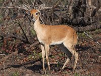 maudoc.com • Steenbok - Raficero campestre - Raphicerus campestris •  IMG_0324.jpg : Raficero campestre - Steenbok