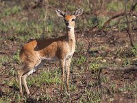 maudoc.com • Steenbok - Raficero campestre - Raphicerus campestris •  IMG_0327.jpg : Raficero campestre - Steenbok