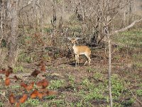 maudoc.com • Steenbok - Raficero campestre - Raphicerus campestris •  IMG_7799.jpg : Raficero campestre - Steenbok