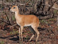 maudoc.com • Steenbok - Raficero campestre - Raphicerus campestris •  steenbok IMG 0323.jpg : Raficero campestre - Steenbok