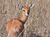 maudoc.com • Steenbok - Raficero campestre - Raphicerus campestris •  steenbok IMG 0334.jpg : Raficero campestre - Steenbok