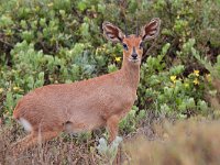 maudoc.com • Steenbok - Raficero campestre - Raphicerus campestris •  steenbok IMG 1291.jpg : Raficero campestre - Steenbok