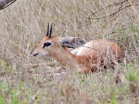 maudoc.com • Steenbok - Raficero campestre - Raphicerus campestris •  steenbok IMG 9989.jpg : Raficero campestre - Steenbok