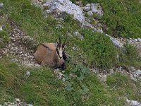 maudoc.com • Chamois - Camoscio alpino - Rupicapra rupicapra •  IMG_1719.jpg : Camoscio