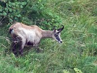 maudoc.com • Chamois - Camoscio alpino - Rupicapra rupicapra •  IMG_1905.jpg : Camoscio