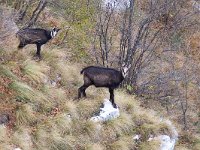 maudoc.com • Chamois - Camoscio alpino - Rupicapra rupicapra •  IMG_2215.jpg : Camoscio