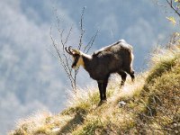 Chamois - Camoscio alpino - Rupicapra rupicapra