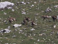 maudoc.com • Chamois - Camoscio alpino - Rupicapra rupicapra •  IMG_5071.jpg : Camoscio