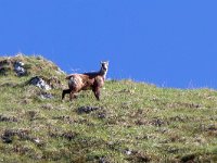 maudoc.com • Chamois - Camoscio alpino - Rupicapra rupicapra •  IMG_6501.jpg : Camoscio