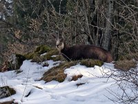 maudoc.com • Chamois - Camoscio alpino - Rupicapra rupicapra •  camoscio21.jpg : Camoscio