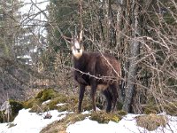 maudoc.com • Chamois - Camoscio alpino - Rupicapra rupicapra •  camoscio22.jpg : Camoscio