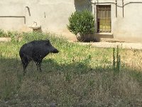 maudoc.com • Wild Boar - Cinghiale - Sus scrofa •  IMG_2907.jpg