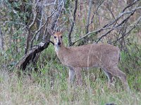 maudoc.com • Common Duiker - Silvicapra - Sylvicapra grimmia •  IMG_9581.jpg   Kruger, South Africa : Silvicapra - Common Duiker