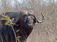 African Buffalo - Bufalo cafro - Syncerus caffer