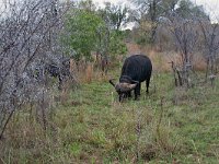 maudoc.com • African Buffalo - Bufalo cafro - Syncerus caffer •  IMG_7554.jpg : Bufalo